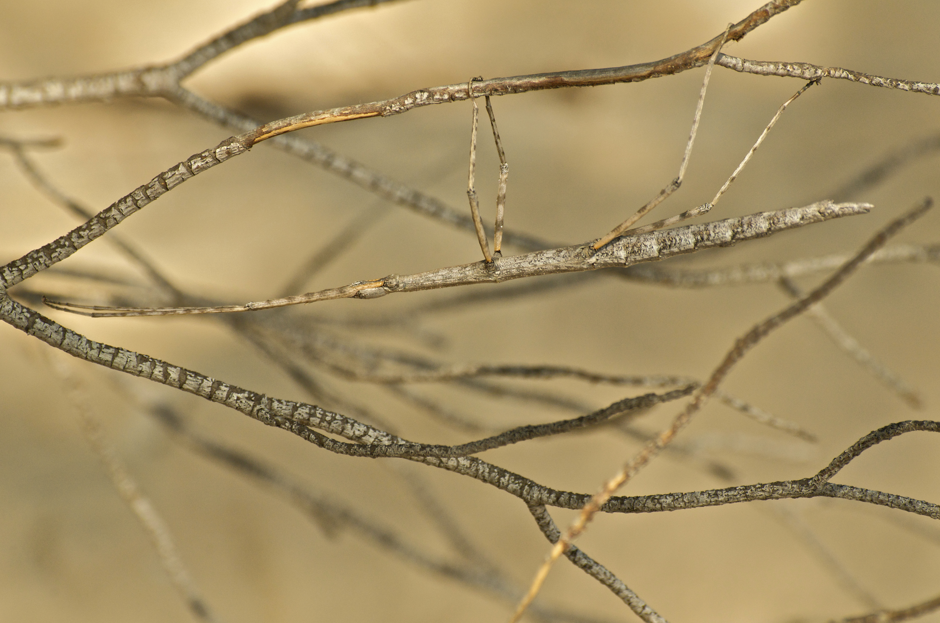 Stick insect camouflaged among twigs