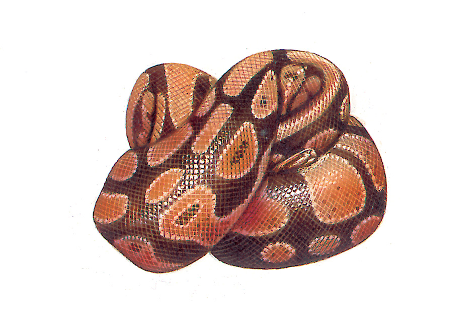 African ball python