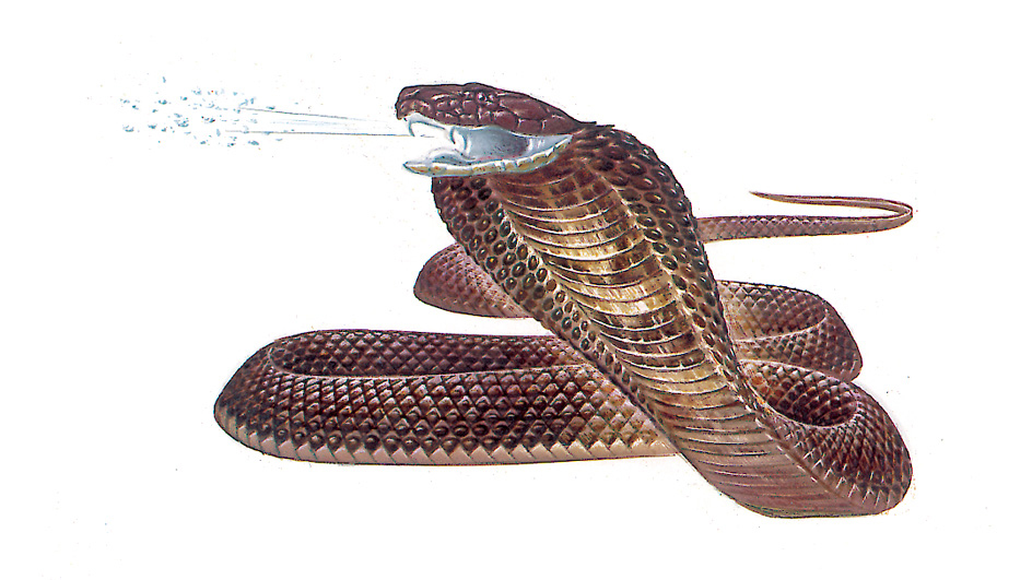 Spitting cobra