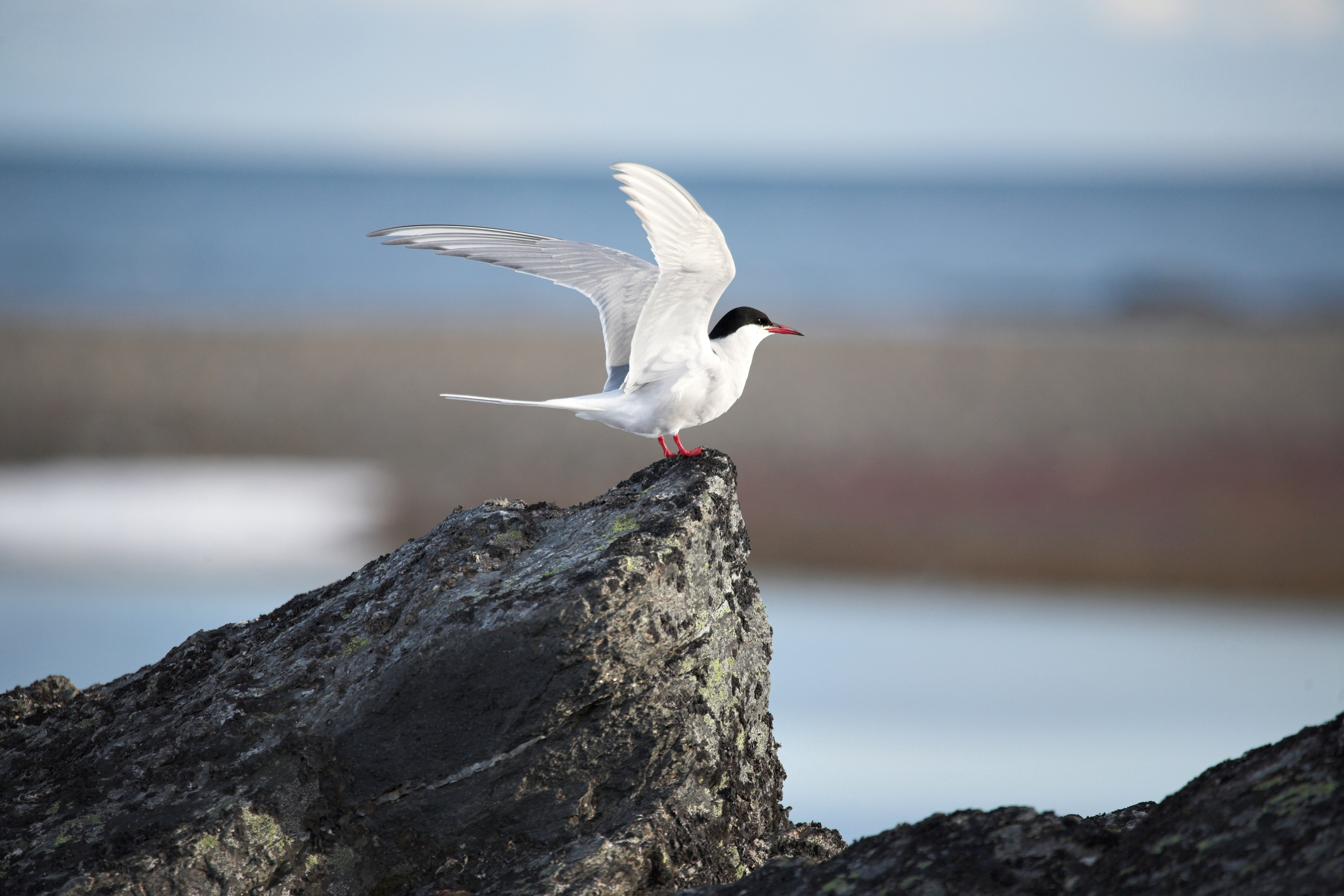 Arctic tern