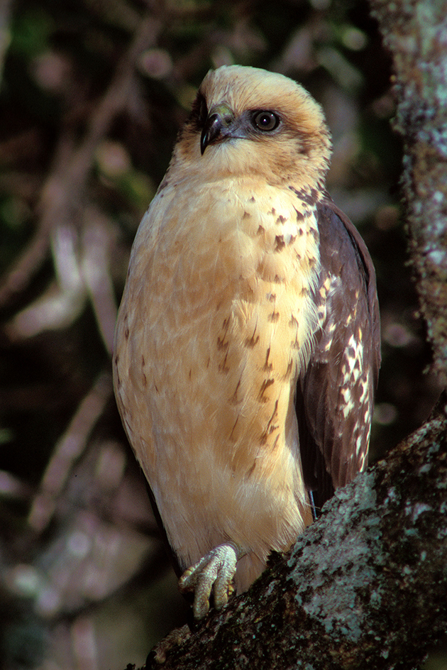 Hawaiian hawk