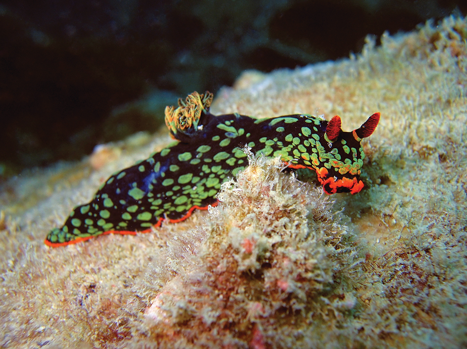 Sea slug