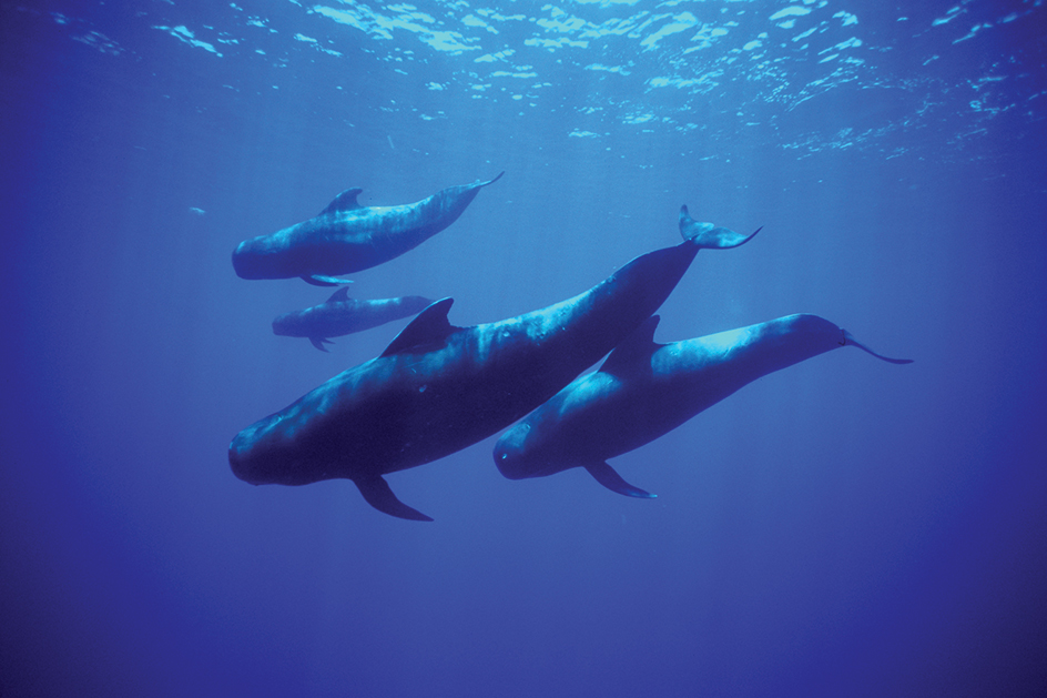 Pilot whale