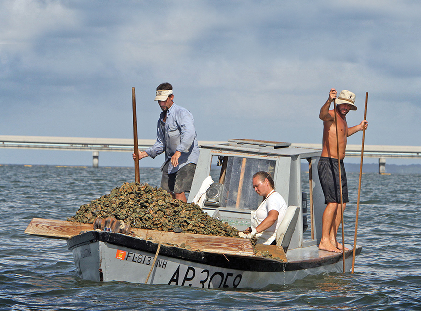 Harvesting oysters