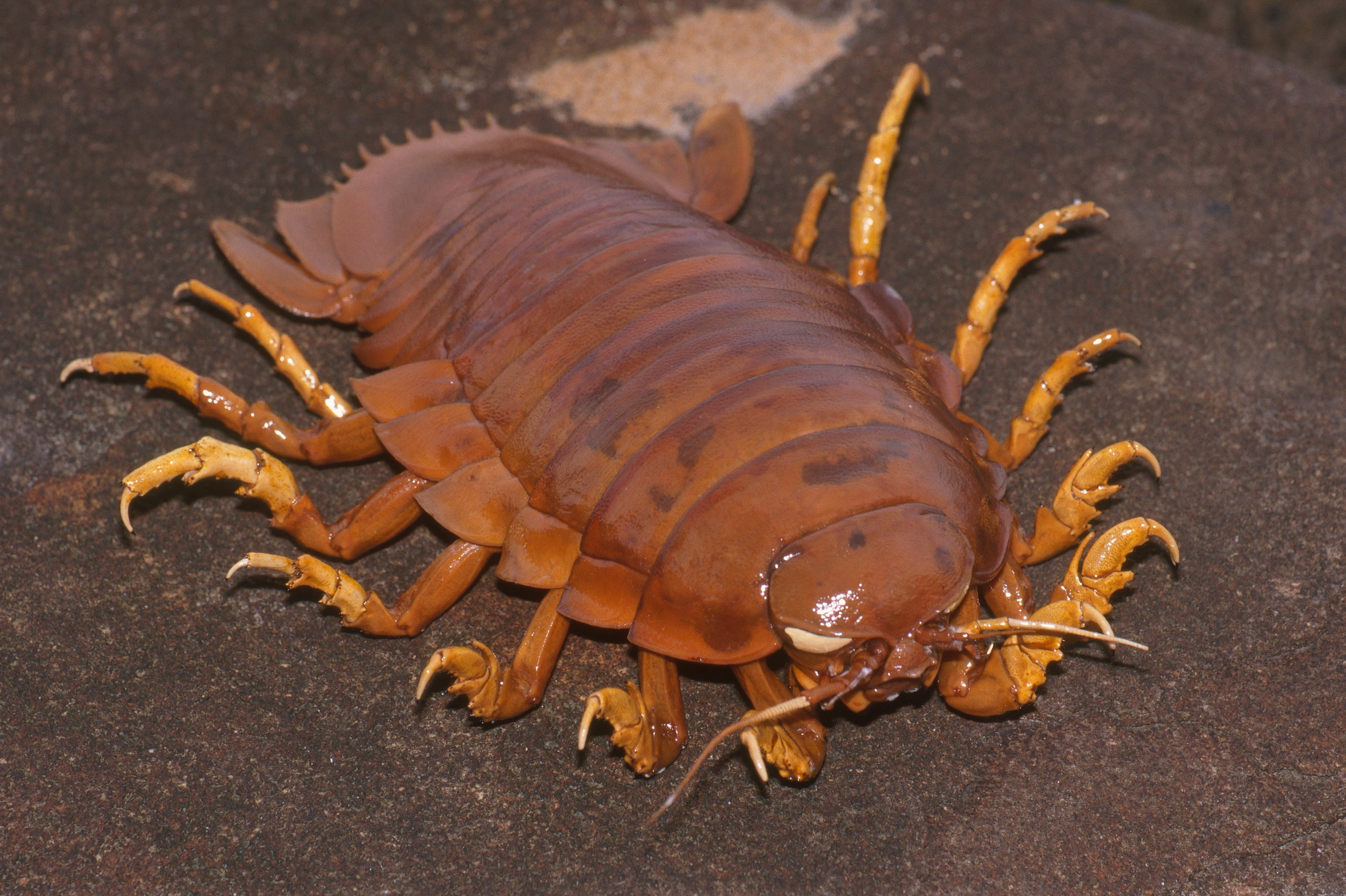 Giant isopod