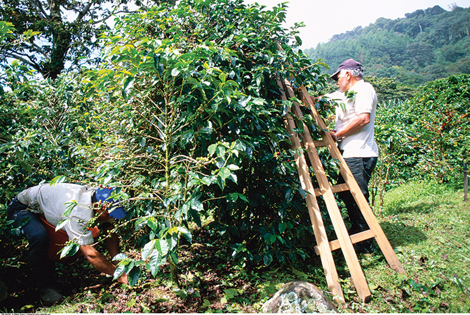 Coffee plantation in Boquete district, Panama