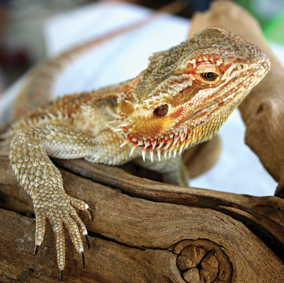 Bearded dragon