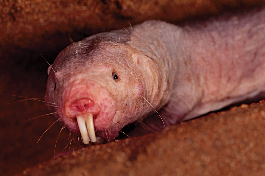 Naked mole-rat