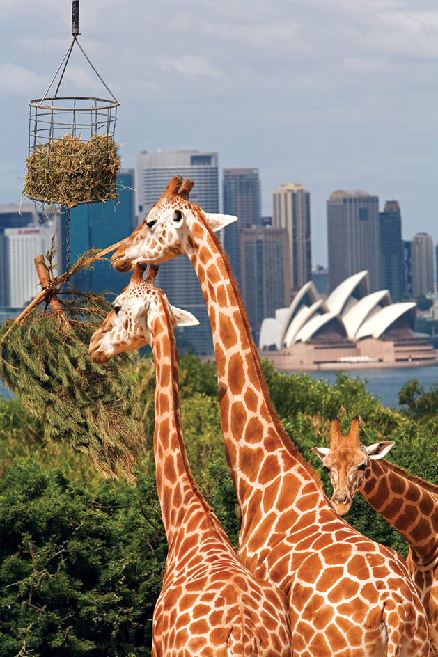 Giraffes at Taronga Zoo