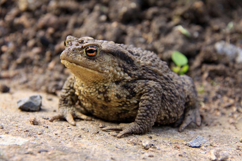 Brown toad