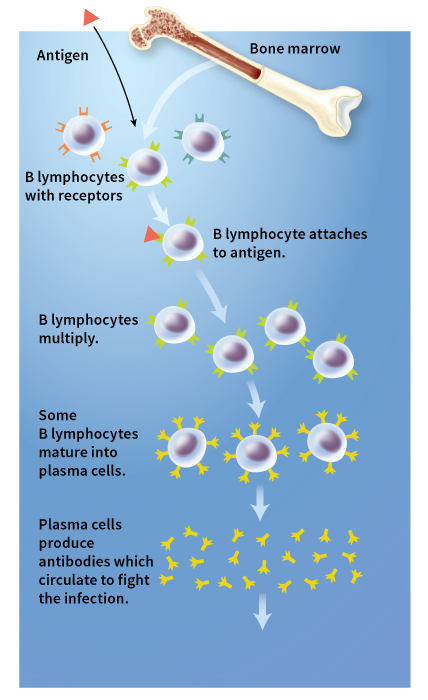 The humoral immune response