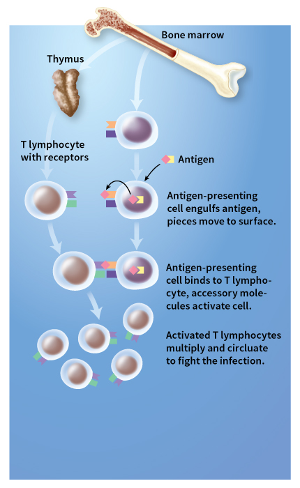 The cell-mediated immune response