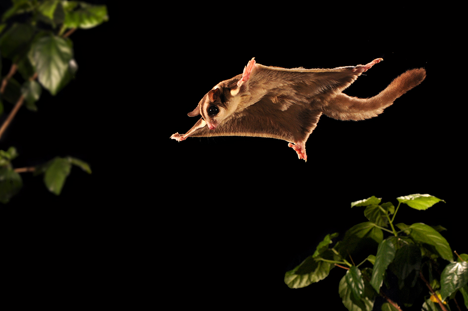 Sugar glider