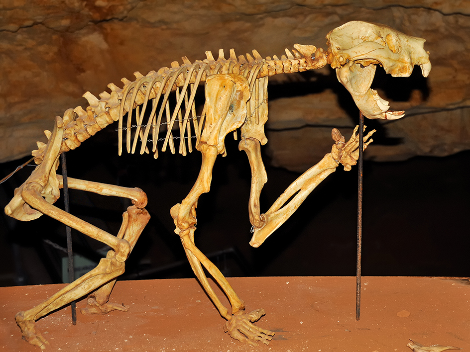 Skeleton of a marsupial lion