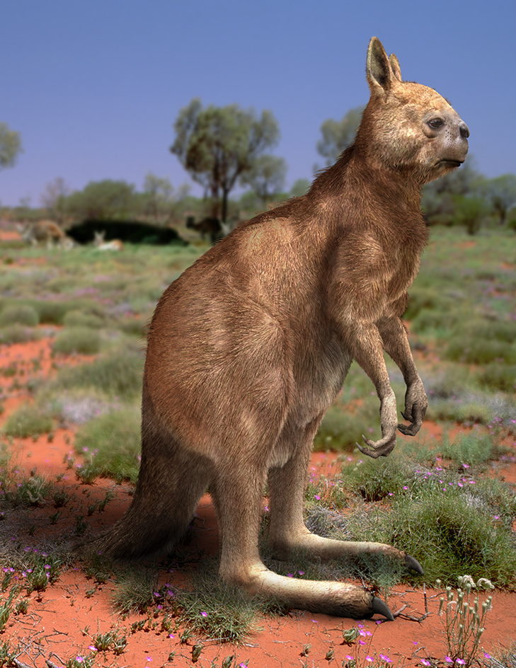 Giant kangaroo