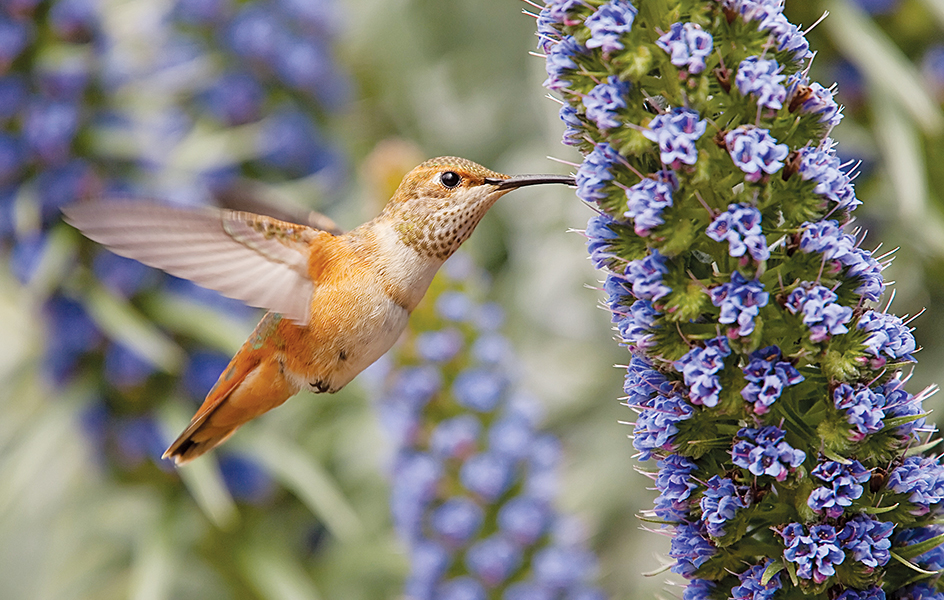 Hummingbird feeding