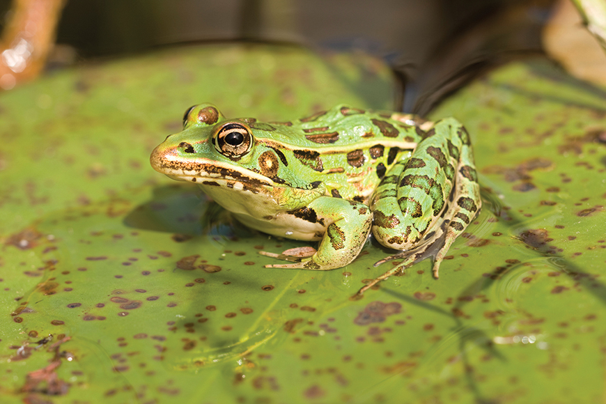 Leopard frog