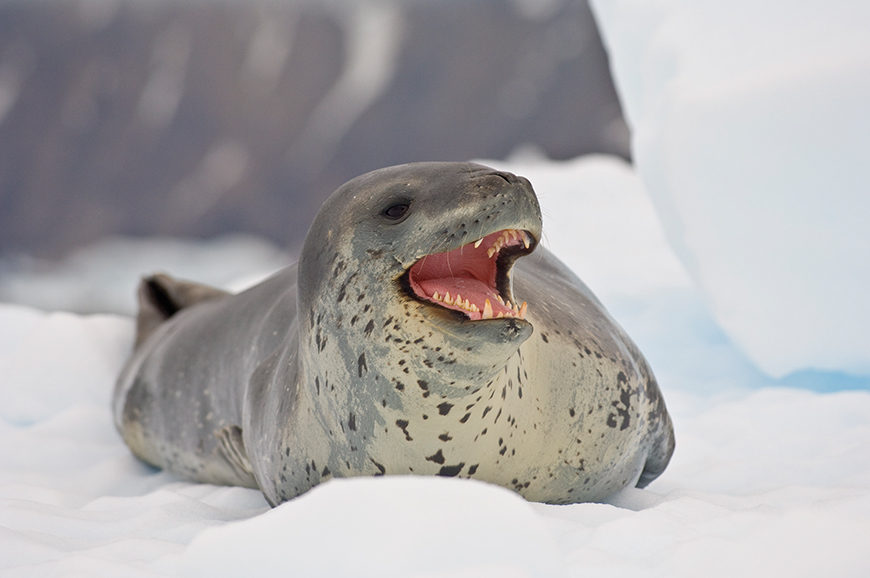 Leopard seal