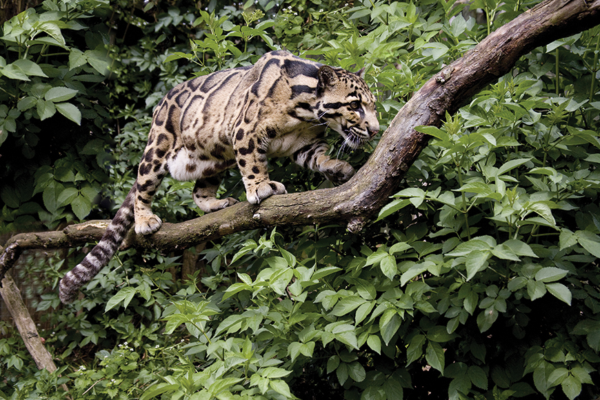 Clouded leopard