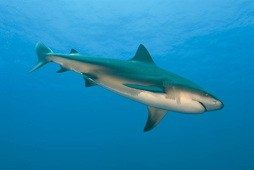 Bull shark