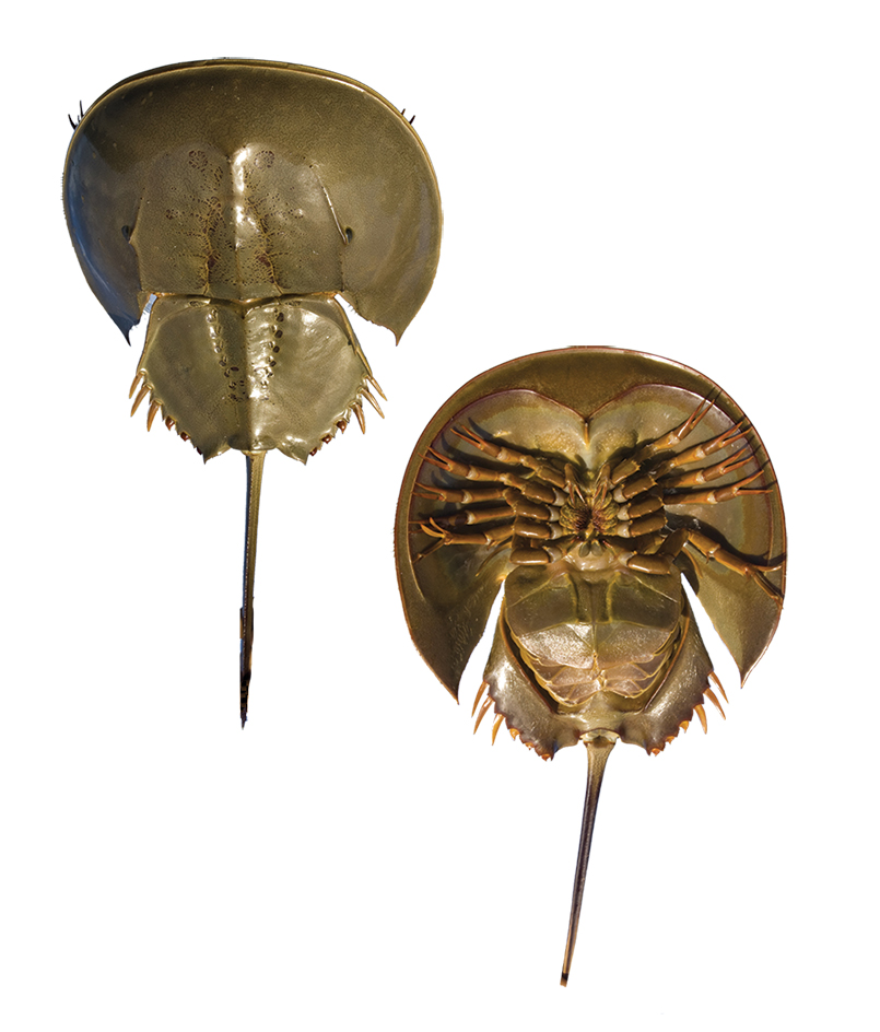 Horseshoe crab