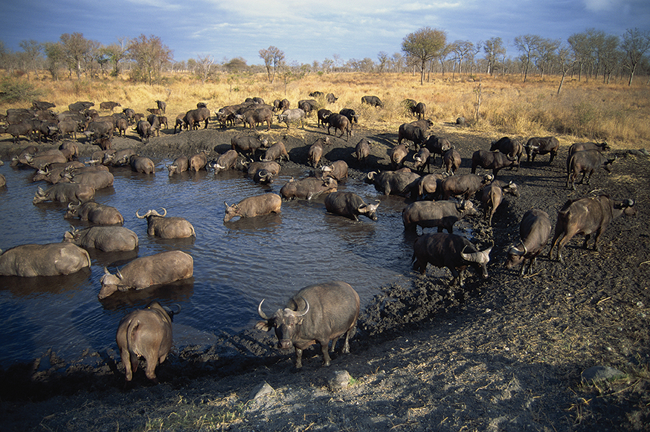 The Great Limpopo Transfrontier Park