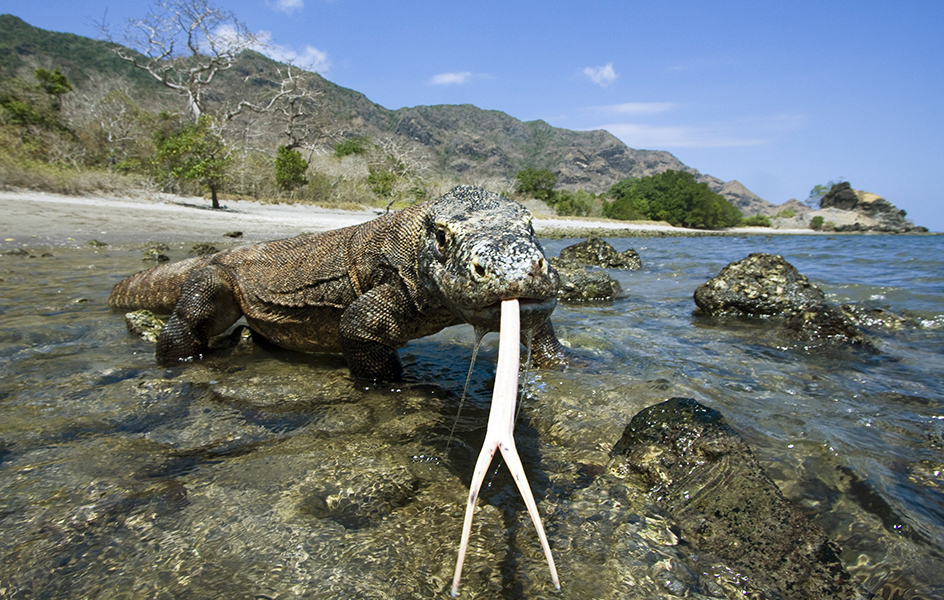 Komodo dragon at Komodo National Park in Indonesia