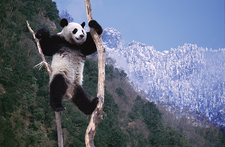 Panda reserves in China