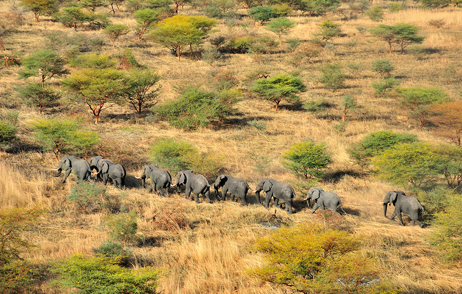 South Sudan wildlife