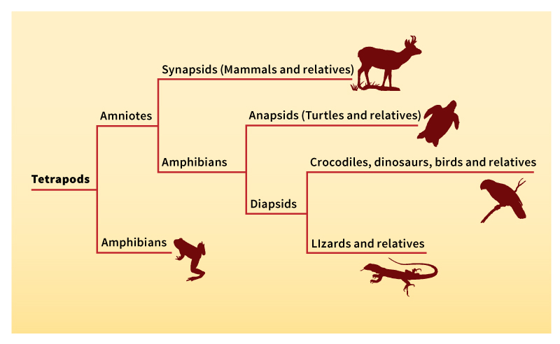 Tetrapods