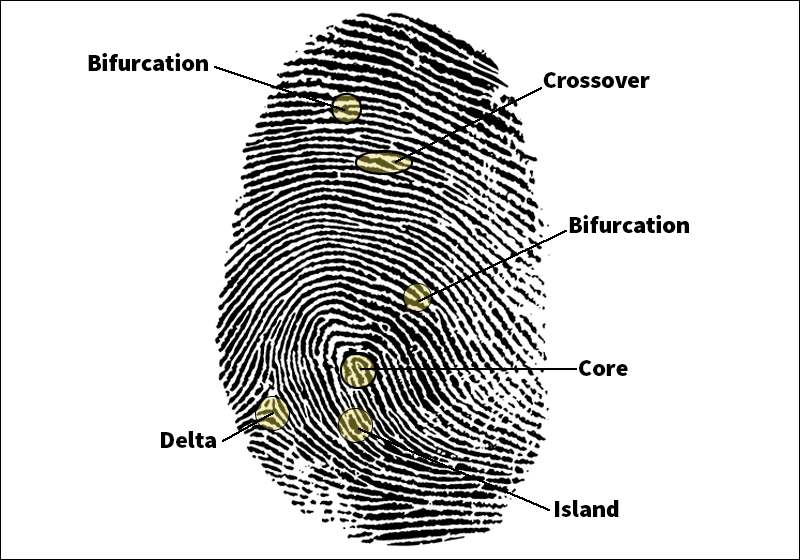 Fingerprint identification