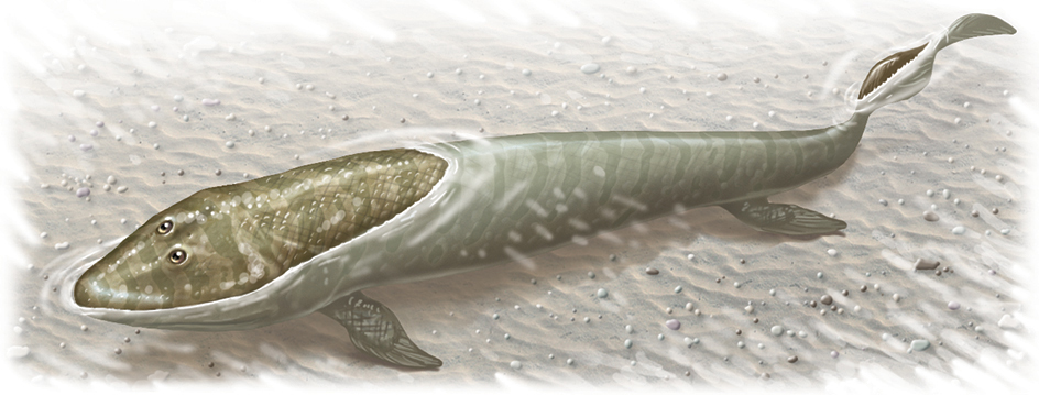 Tiktaalik