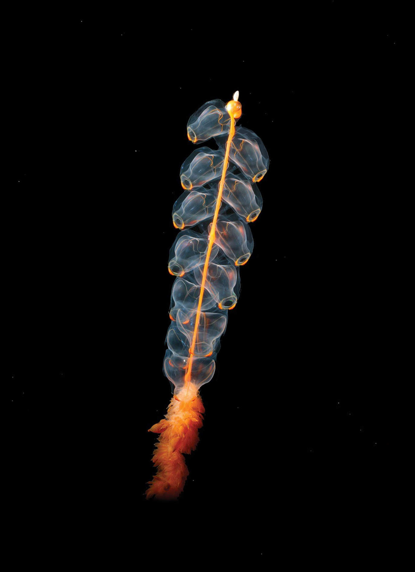 Siphonophore