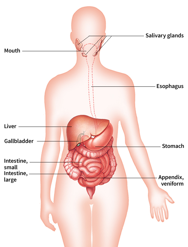 The human digestive system