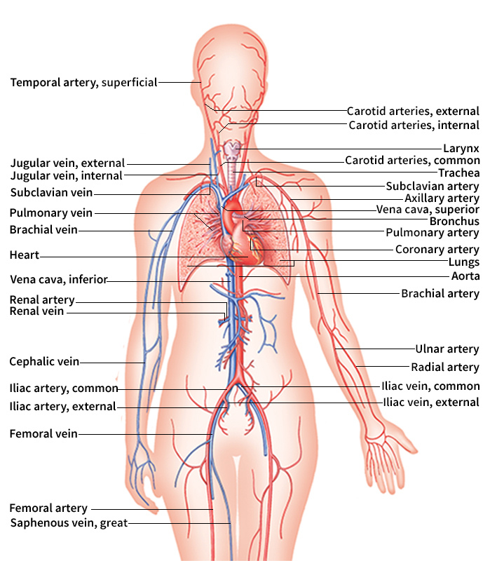 Human body: respiratory and circulatory systems