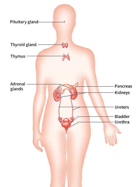 The human endocrine and urinary systems