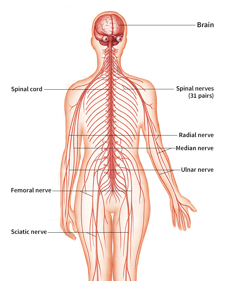 The human nervous system