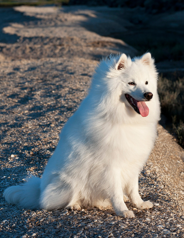 American Eskimo dog