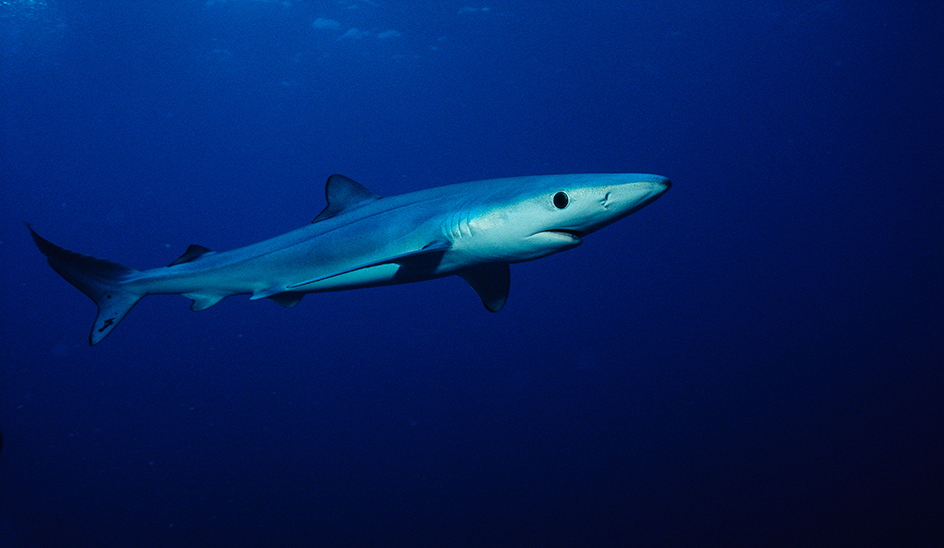 Blue shark