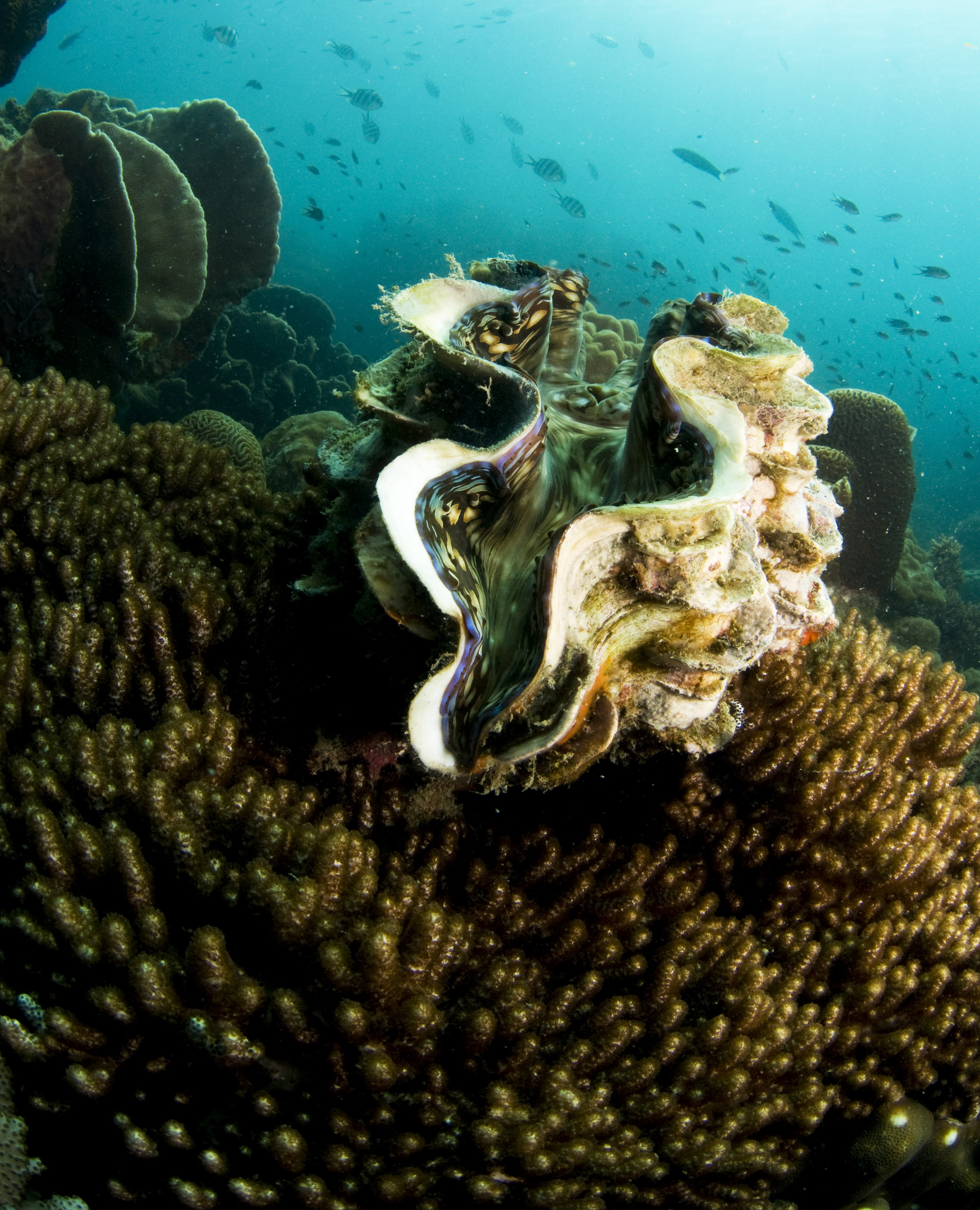 Giant clam