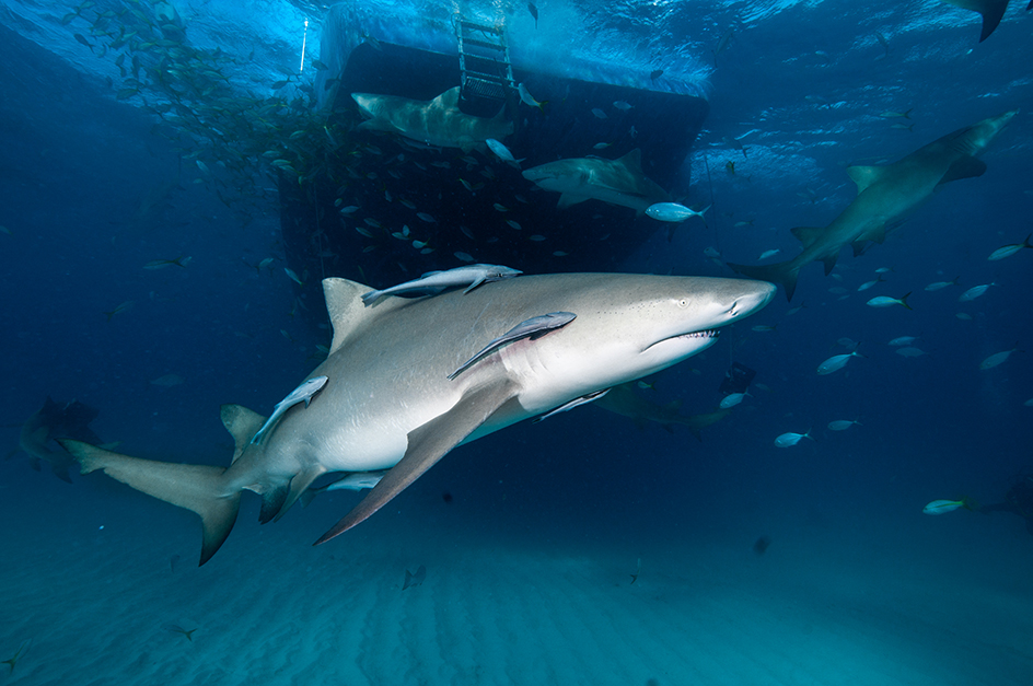 Lemon shark