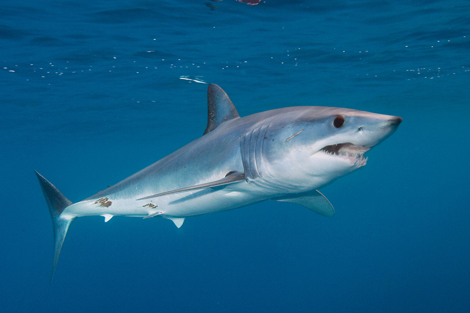 Mako shark