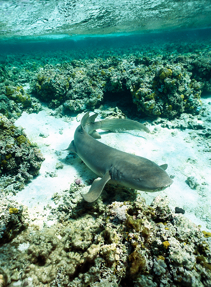 Nurse shark