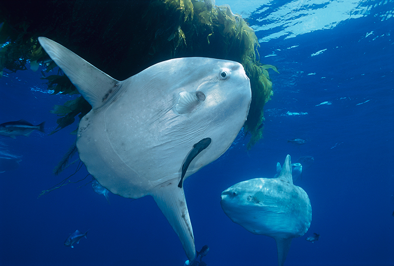 Ocean sunfish