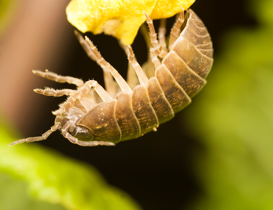 Pill bug