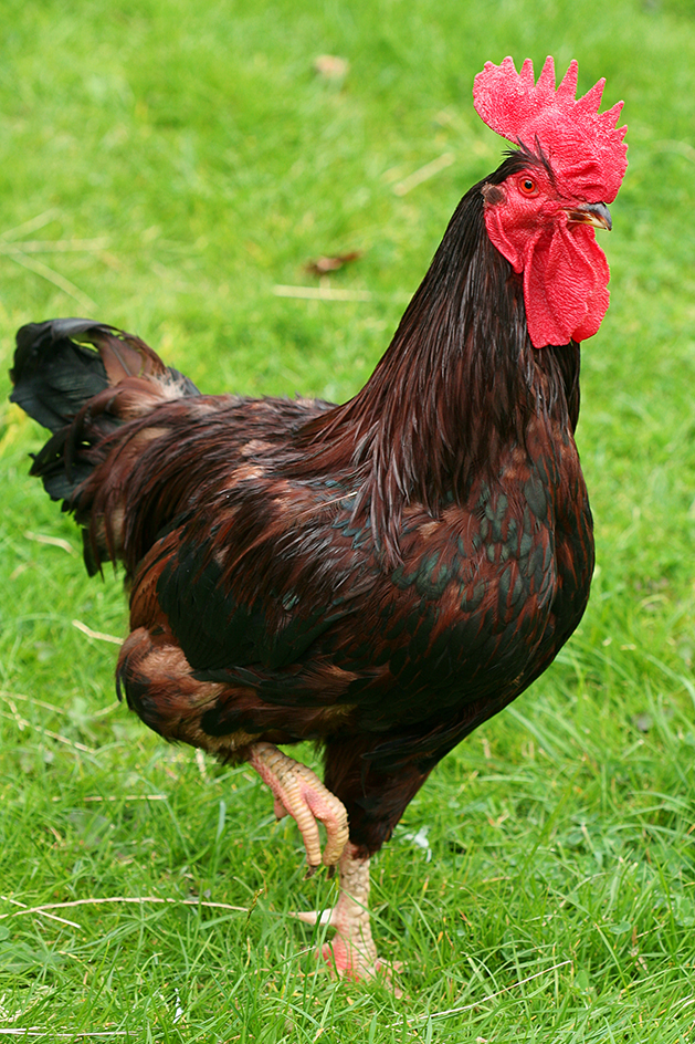 Rhode Island Red