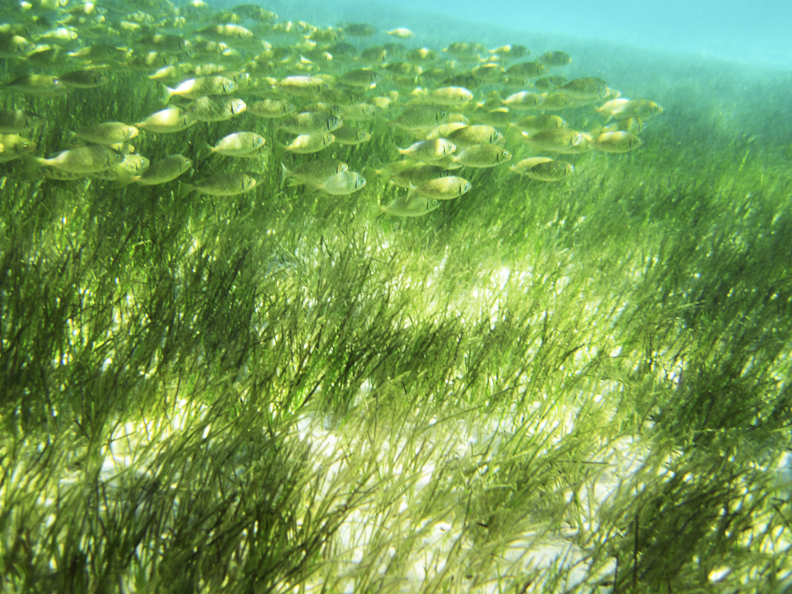 Sea grass