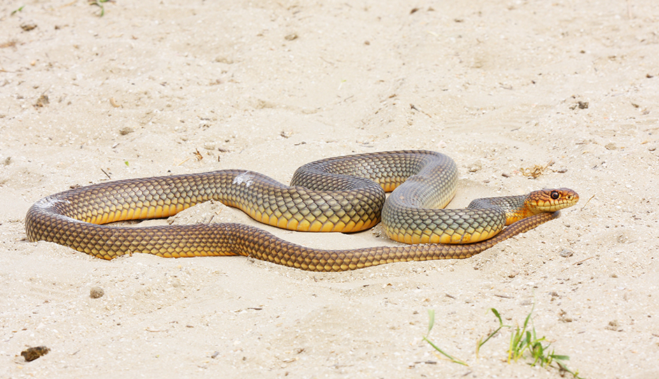 Whip snake