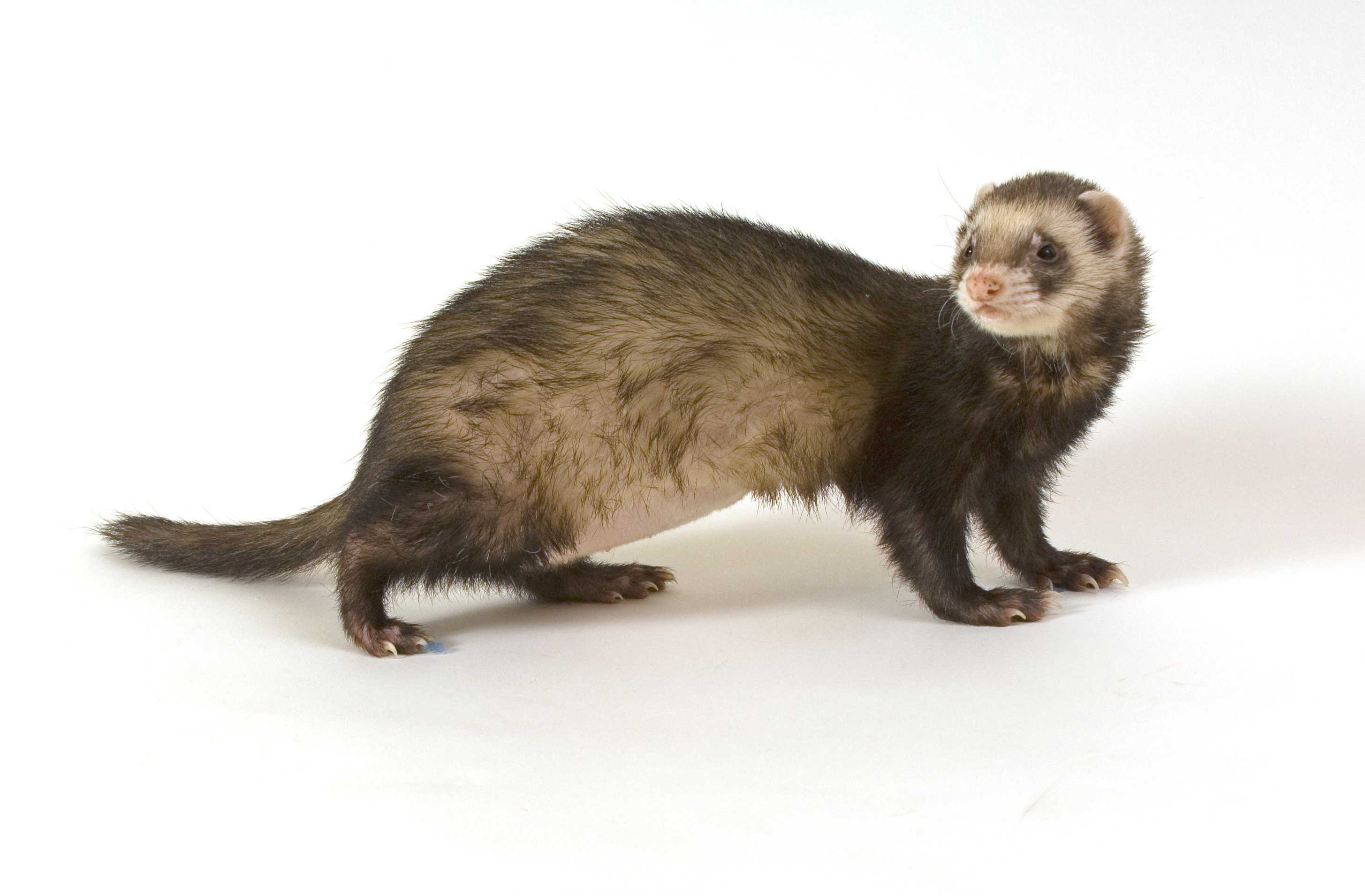 Domestic ferret