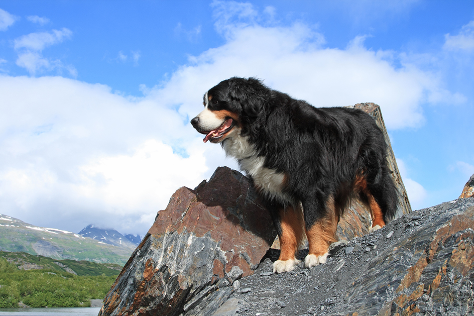 Bernese mountain dog